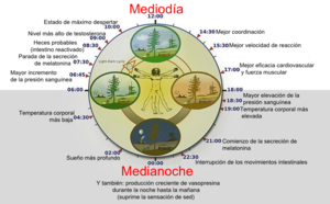 300px-Biological_clock_humanNycth%C3%A9m%C3%A9ralVersion_Espa%C3%B1ol.png