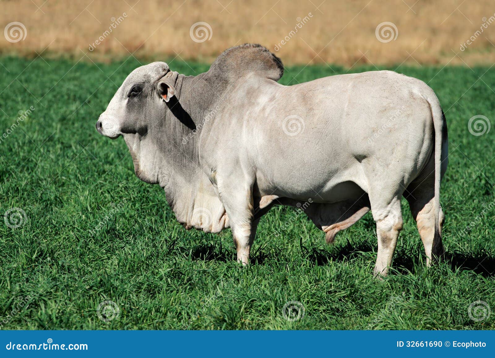 brahman-bull-large-white-green-pasture-32661690.jpg