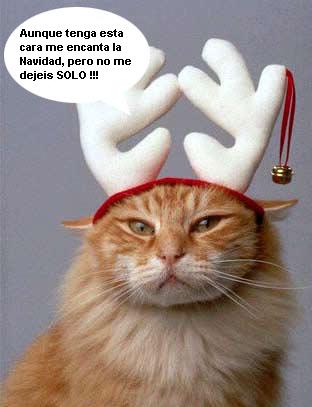 gato-navidad-dejar%2Banimales%2Bsolos-776355.JPG