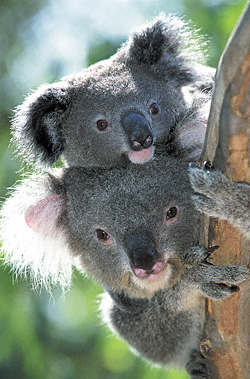 koalas-juntos-arbol.jpg