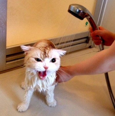 cute-mad-cat-shower-400x402.jpg