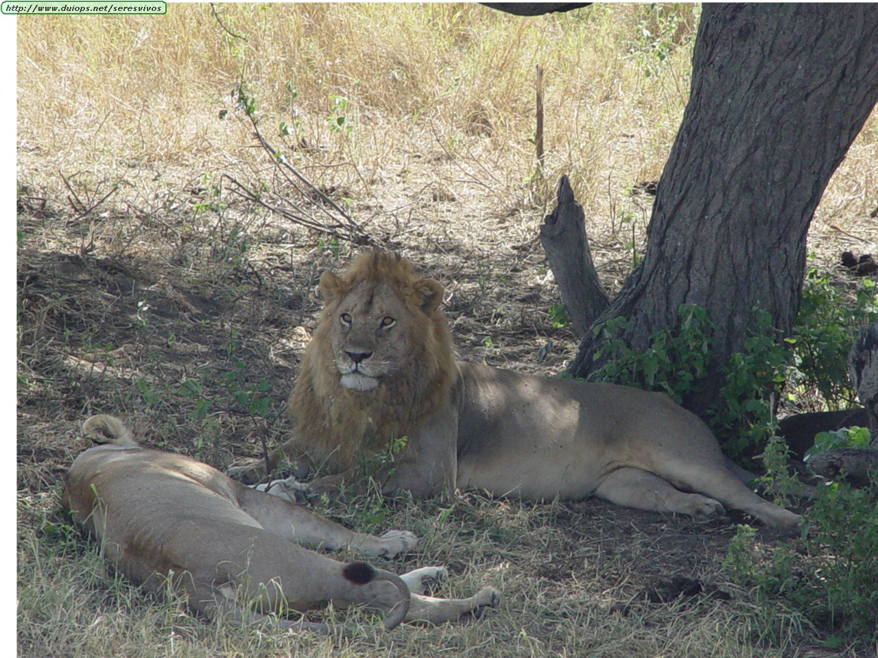 232%20-%20Serengeti%20leones.JPG